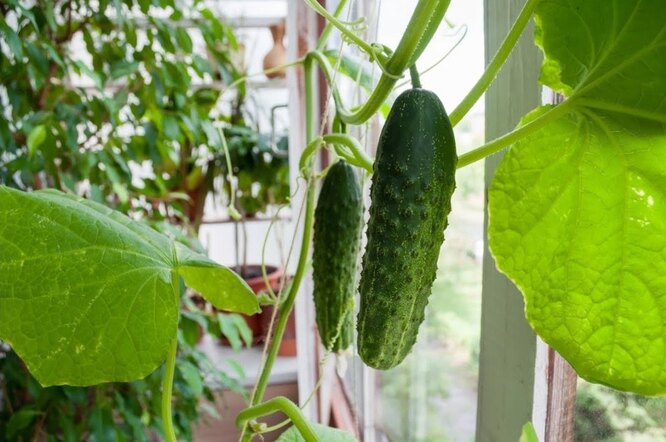 Как вырастить огурцы и помидоры на балконе