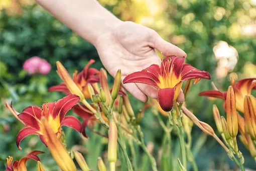 Удаляйте отцветшие цветки и семенные головки лилейников