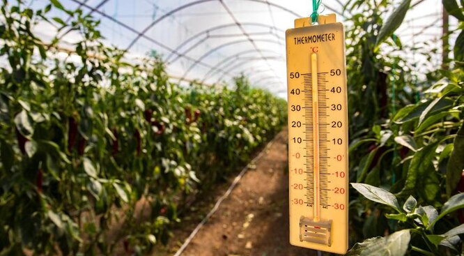 Почему томаты не созревают в теплице и открытом грунте: основные причины и способы решения проблемы