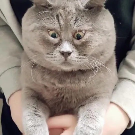 Кот федя косоглазый