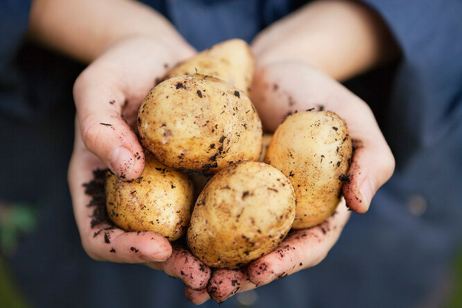 Урожайные поздние сорта картофеля для центральной части России