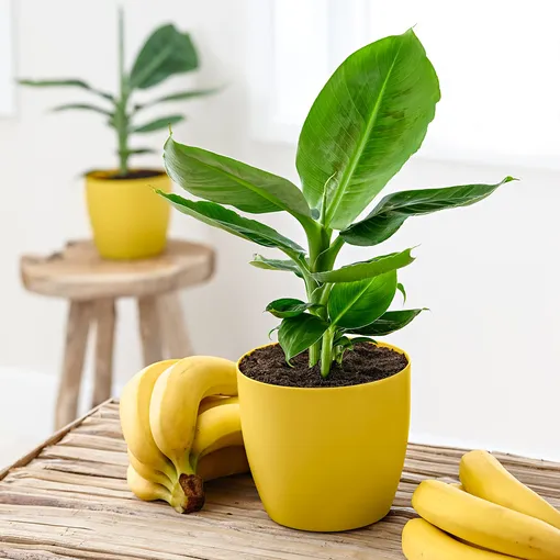 Выращивание карликового банана в домашних условиях
