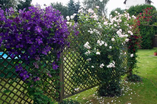Фиолетовые клематисы и белые розы на решетке-шпалере
