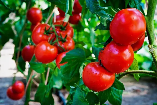 борная кислота может нанести существенный вред томатам