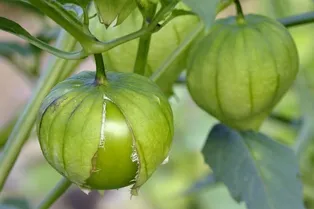 Томатилло или физалис овощной: мексиканский родственник томата
