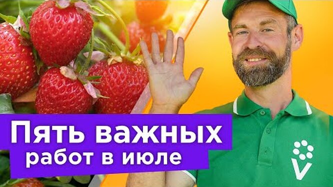 Чем подкормить клубнику после сбора урожая