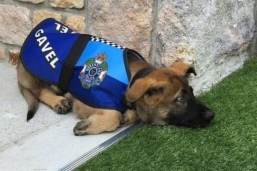 Эту собаку уволили из полиции за доброту