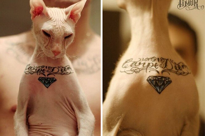 Садизм или искусство? Российский мастер сделал татуировки своему коту