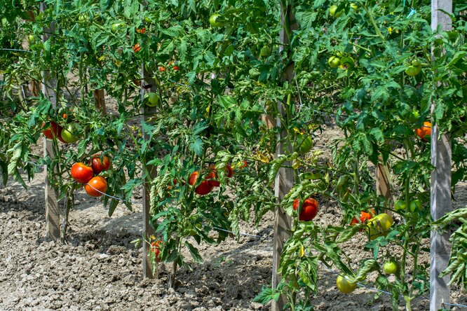 Для посадки в теплицу идеально подходят индетерминантные сорта томатов