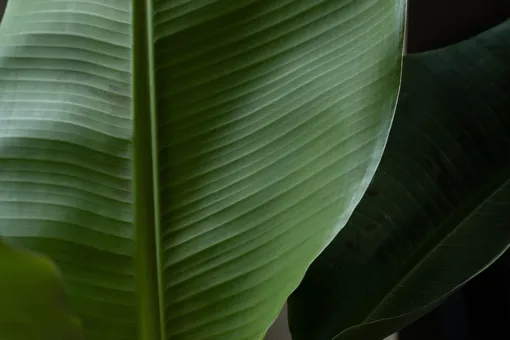 Виды и сорта бананового дерева