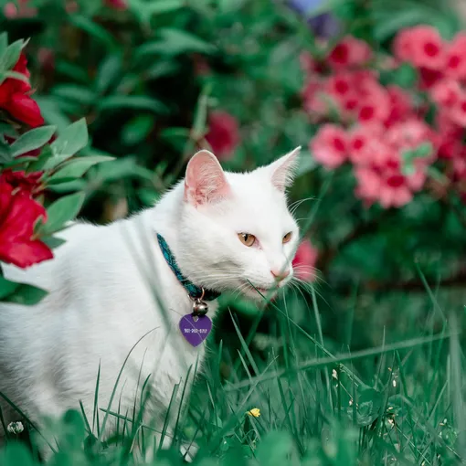 белая кошка среди цветов