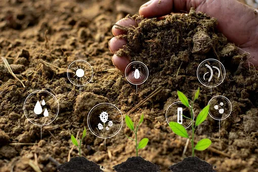 5 способов улучшить качество почвы на участке для достойного урожая