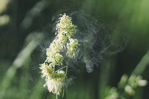 Как защититься от пыльцы в доме в сезон аллергии, профилактика поллиноза и сенной лихорадки