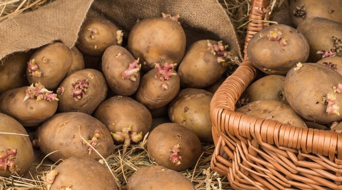 Посадка картофеля в сентябре: ирландский метод