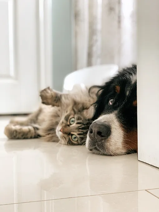 Кошка и собака подружились, если они проводят много времени вместе