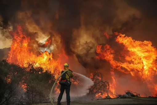 Рогатая команда: в Калифорнии нашли необычный способ борьбы с лесными пожарами