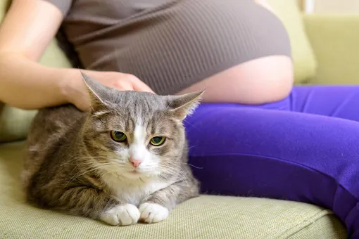 Некоторые кошки полностью игнорируют своих хозяек, как только почувствуют их беременность