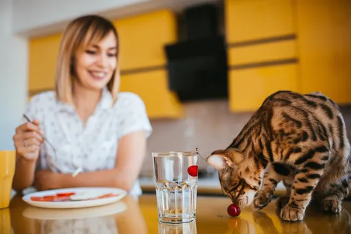 Кошка сидит на столе, девушка ест