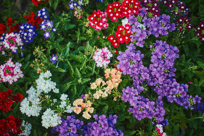Verbena hybrid