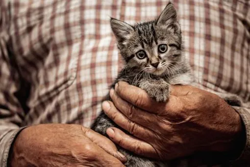 «Подарили вторую жизнь»: 100-летний мужчина расплакался при виде котёнка