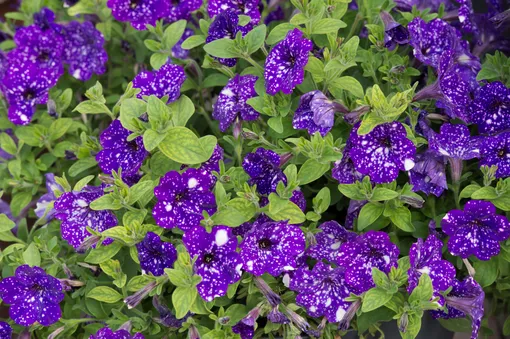 205edfc900fdc3560b01110ed930545c_cropped_510x339