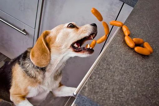 Миссия выполнима: собаки скооперировались, чтобы стянуть еду с плиты