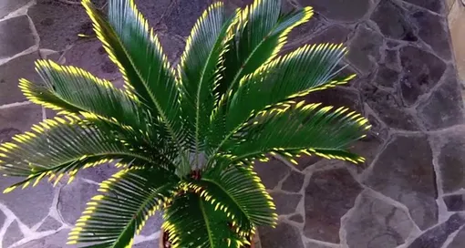 домашняя пальма цикас фото