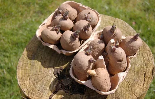 Подготовка семенного картофеля к посадке
