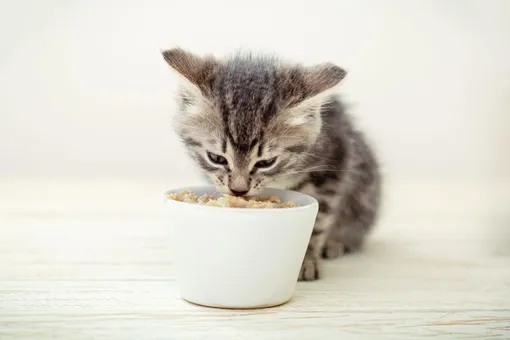 кошачий корм, как часто кормить кошку