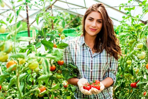 Как выращивать помидоры после помидоров, если нет возможности соблюдать севооборот