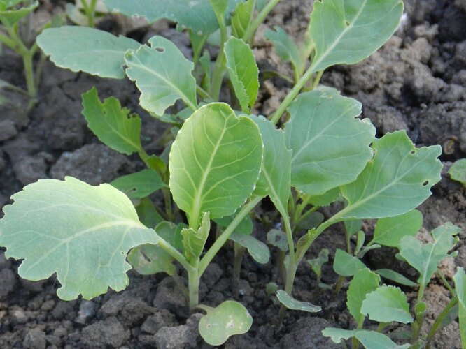 Древесная зола для капусты: способы применения в качестве удобрения изащиты от вредителей