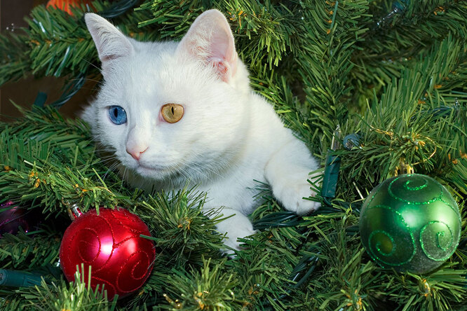 Мастер маскировки: кошка так спряталась на елке, что ее никто не может найти