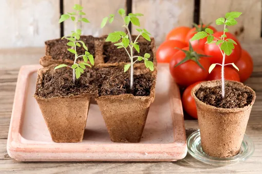 Как высадить рассаду томатов в грунт