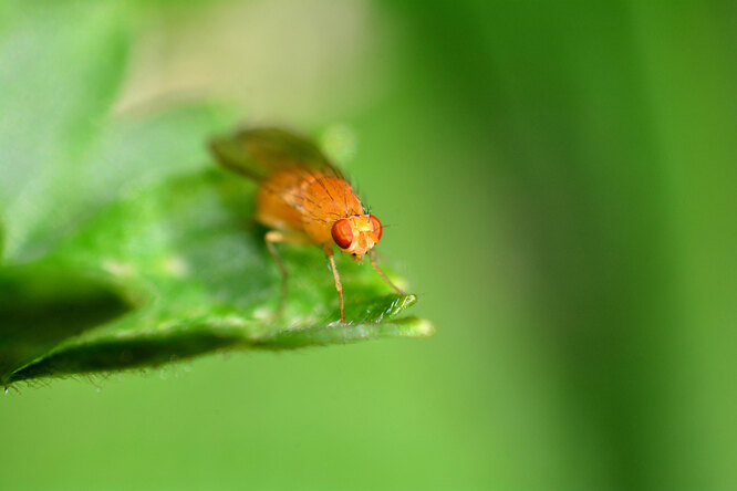 Плодовые мушки: как быстро избавиться от надоедливых насекомых