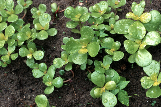 Как вырастить портулак в саду и что из него приготовить: полезные советы и рецепты