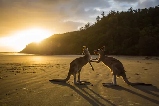 «Так по-человечески»: кенгуру поблагодарил парней за спасение из холодной воды