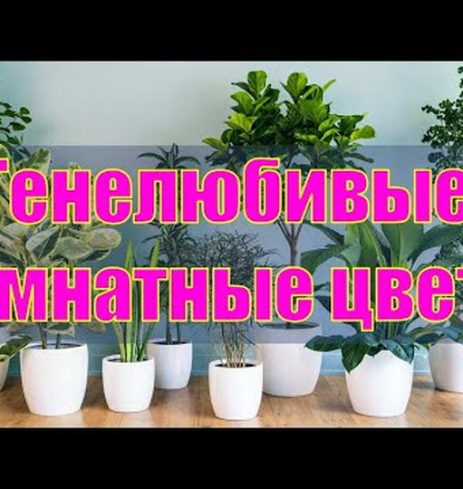 В темноте да не&nbsp;в обиде: топ-5 растений для&nbsp;тёмной квартиры