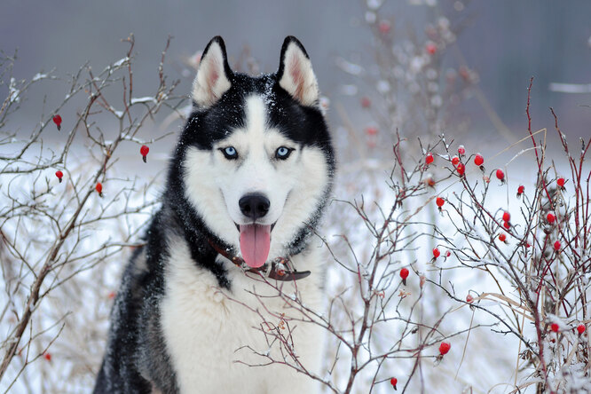 Породы собак, которые легко переносят мороз: могут ли они быть охранниками