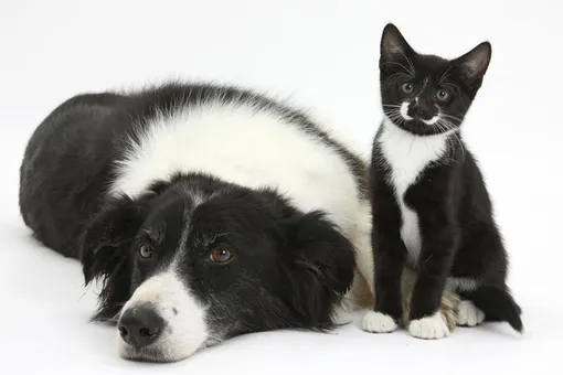 Кошки и собаки по-разному: ВОЗ рассказала, как домашние животные болеют коронавирусом