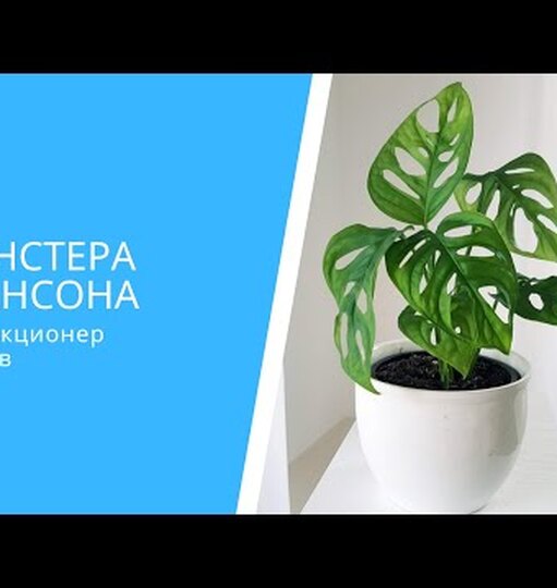 Нажми и смотри