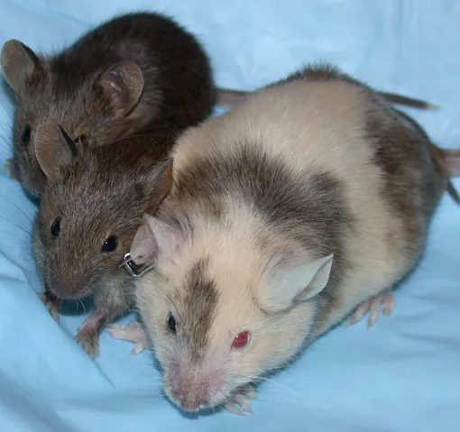 Мыши с химеризмом фото