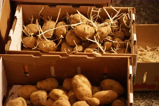 Тара для хранения семян картофеля
