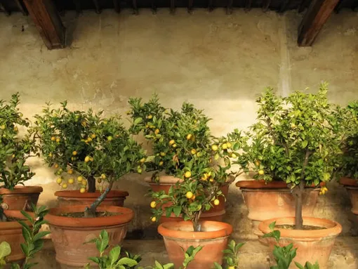 8 вазонов с плодоносящими лимонными деревьями