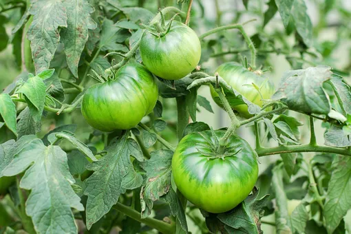Зола считается одной из лучших натуральных подкормок для томатов во время цветения и плодоношения