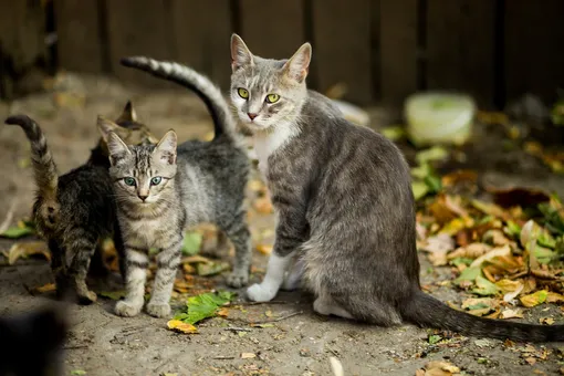 кошка мать с котятами