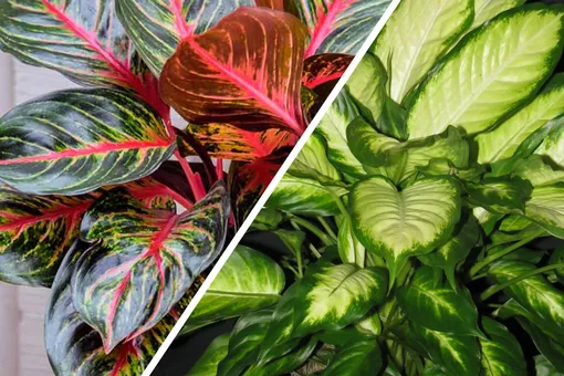 «Ядовитые красавицы»: 5 самых опасных комнатных растений