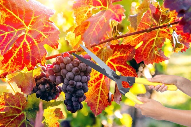 Как правильно обрезать виноград осенью.