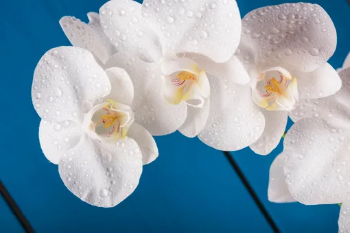 Белая орхидея — символ чистоты, невинности, духовного возрождения