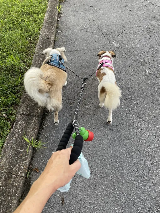 собаки на прогулке