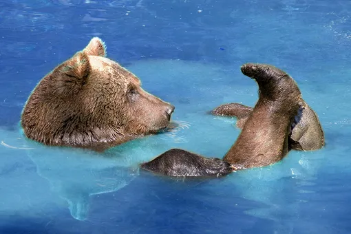 Наглость — второе счастье: медведь залез к людям и принял горячую ванну (видео)